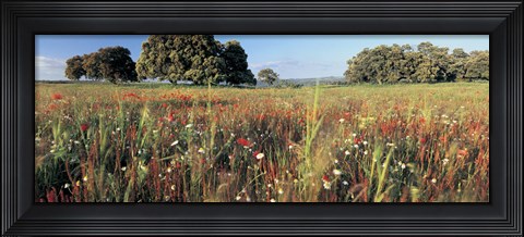 Framed Wild flowers in a field, Andalucia, Spain Print
