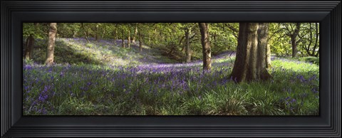 Framed Bluebells In A Forest, Newton Wood, Texas, USA Print