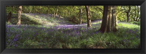 Framed Bluebells In A Forest, Newton Wood, Texas, USA Print