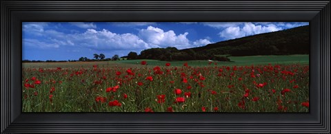 Framed Flowers On A Field, Staxton, North Yorkshire, England, United Kingdom Print
