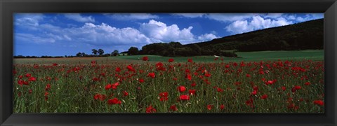 Framed Flowers On A Field, Staxton, North Yorkshire, England, United Kingdom Print