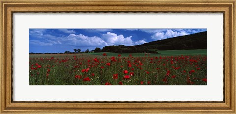 Framed Flowers On A Field, Staxton, North Yorkshire, England, United Kingdom Print