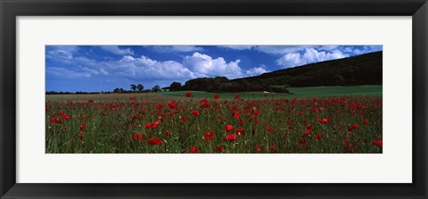 Framed Flowers On A Field, Staxton, North Yorkshire, England, United Kingdom Print