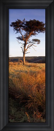 Framed Tree On A Landscape, Golden Hour, Helwath Plantation, Scarborough, North Yorkshire, England, United Kingdom Print