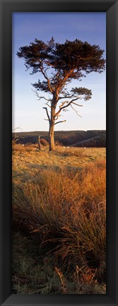 Framed Tree On A Landscape, Golden Hour, Helwath Plantation, Scarborough, North Yorkshire, England, United Kingdom Print