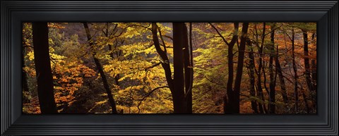 Framed Mid Section View Of Trees, Littlebeck, North Yorkshire, England, United Kingdom Print