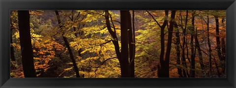 Framed Mid Section View Of Trees, Littlebeck, North Yorkshire, England, United Kingdom Print