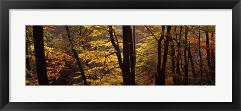 Framed Mid Section View Of Trees, Littlebeck, North Yorkshire, England, United Kingdom Print