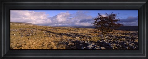Framed Tree On A Landscape, Limestone, North York Moors, Yorkshire, England, United Kingdom Print