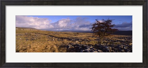 Framed Tree On A Landscape, Limestone, North York Moors, Yorkshire, England, United Kingdom Print