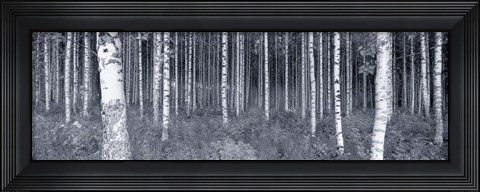 Framed Birch Trees In A Forest, Finland Print