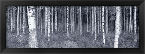 Framed Birch Trees In A Forest, Finland Print