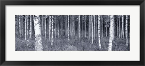 Framed Birch Trees In A Forest, Finland Print