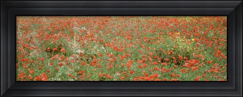 Framed Poppies growing in a field, Sicily, Italy Print