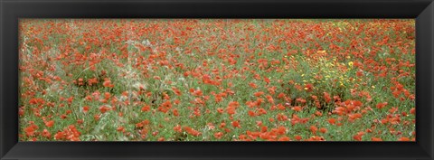 Framed Poppies growing in a field, Sicily, Italy Print