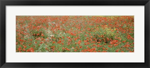 Framed Poppies growing in a field, Sicily, Italy Print