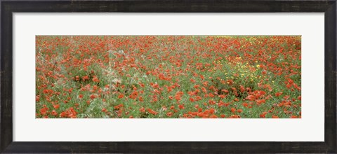 Framed Poppies growing in a field, Sicily, Italy Print