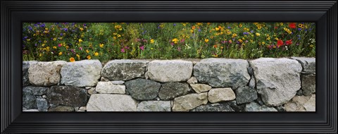 Framed Wildflowers growing near a stone wall, Fidalgo Island, Skagit County, Washington State, USA Print