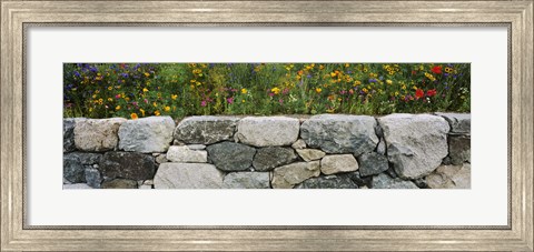 Framed Wildflowers growing near a stone wall, Fidalgo Island, Skagit County, Washington State, USA Print