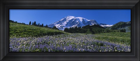 Framed Wildflowers On A Landscape, Mt Rainier National Park, Washington State, USA Print