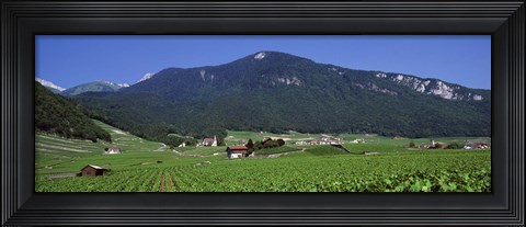 Framed High Angle View Of A Vineyard, Valais, Switzerland Print