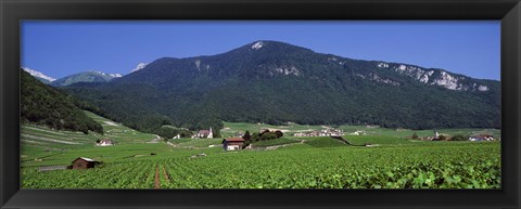 Framed High Angle View Of A Vineyard, Valais, Switzerland Print