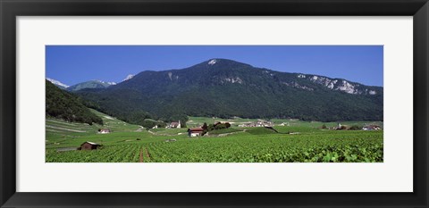 Framed High Angle View Of A Vineyard, Valais, Switzerland Print