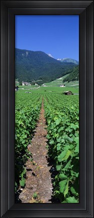 Framed Path In A Vineyard, Valais, Switzerland Print