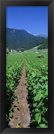 Framed Path In A Vineyard, Valais, Switzerland Print