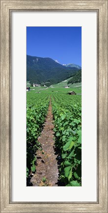 Framed Path In A Vineyard, Valais, Switzerland Print