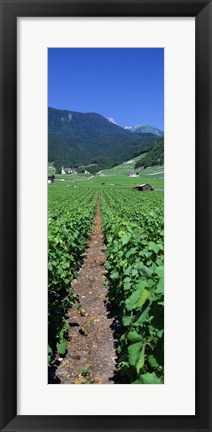 Framed Path In A Vineyard, Valais, Switzerland Print