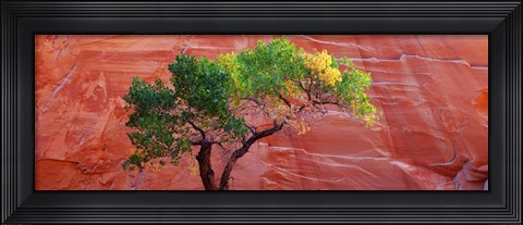 Framed Low Angle View Of A Cottonwood Tree In Front Of A Sandstone Wall, Escalante National Monument, Utah, USA Print