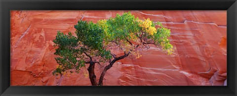 Framed Low Angle View Of A Cottonwood Tree In Front Of A Sandstone Wall, Escalante National Monument, Utah, USA Print