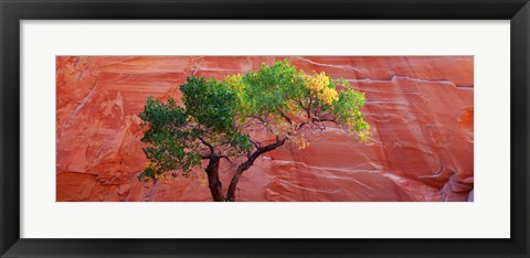 Framed Low Angle View Of A Cottonwood Tree In Front Of A Sandstone Wall, Escalante National Monument, Utah, USA Print