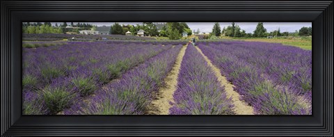 Framed Field of lavender, Jardin Du Soleil, Sequim, Clallam County, Washington State, USA Print