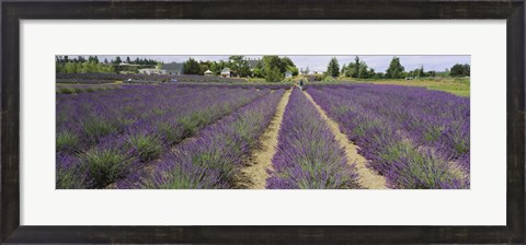 Framed Field of lavender, Jardin Du Soleil, Sequim, Clallam County, Washington State, USA Print