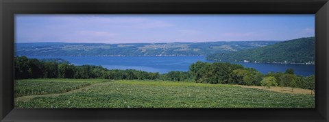 Framed High angle view of a vineyard near a lake, Keuka Lake, Finger Lakes, New York State, USA Print