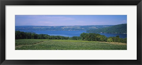 Framed High angle view of a vineyard near a lake, Keuka Lake, Finger Lakes, New York State, USA Print