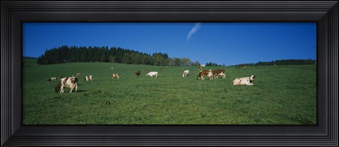 Framed Herd of cows grazing in a field, St. Peter, Black Forest, Germany Print