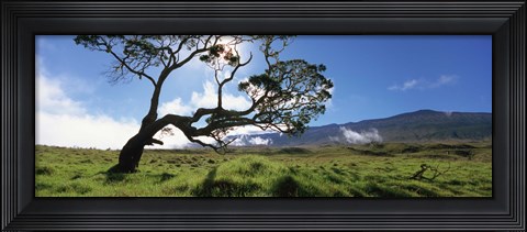 Framed Koa Tree On A Landscape, Mauna Kea, Big Island, Hawaii, USA Print