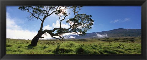 Framed Koa Tree On A Landscape, Mauna Kea, Big Island, Hawaii, USA Print