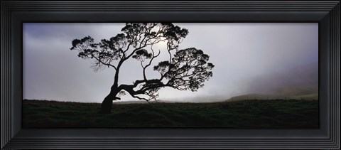 Framed Silhouette Of A Koa Tree, Mauna Kea, Kamuela, Big Island, Hawaii, USA Print