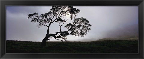 Framed Silhouette Of A Koa Tree, Mauna Kea, Kamuela, Big Island, Hawaii, USA Print