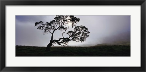 Framed Silhouette Of A Koa Tree, Mauna Kea, Kamuela, Big Island, Hawaii, USA Print