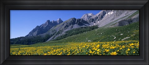 Framed Flowers Growing On A Field, French Riviera, France Print