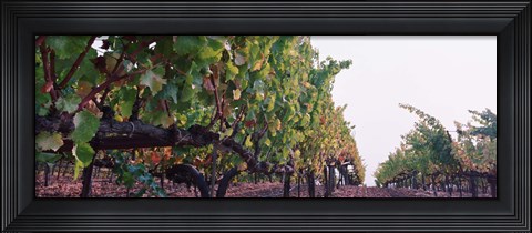Framed Crops in a vineyard, Sonoma County, California, USA Print