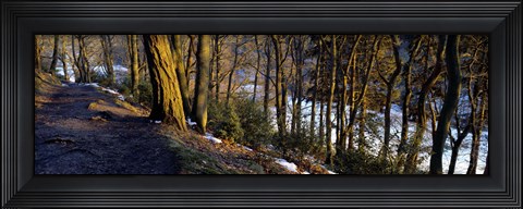 Framed Walkway Passing Through The Forest, Bridgestone Walk, North Yorkshire, England, United Kingdom Print