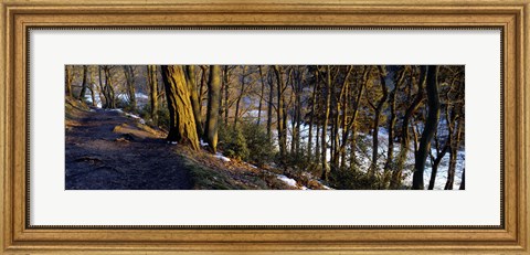 Framed Walkway Passing Through The Forest, Bridgestone Walk, North Yorkshire, England, United Kingdom Print