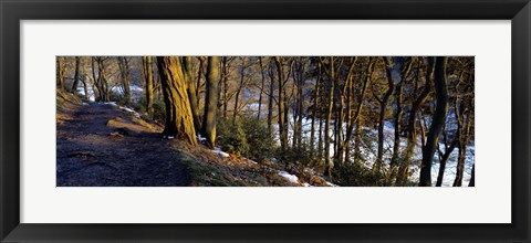 Framed Walkway Passing Through The Forest, Bridgestone Walk, North Yorkshire, England, United Kingdom Print