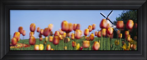 Framed Tulip Flowers With A Windmill In The Background, Holland, Michigan, USA Print